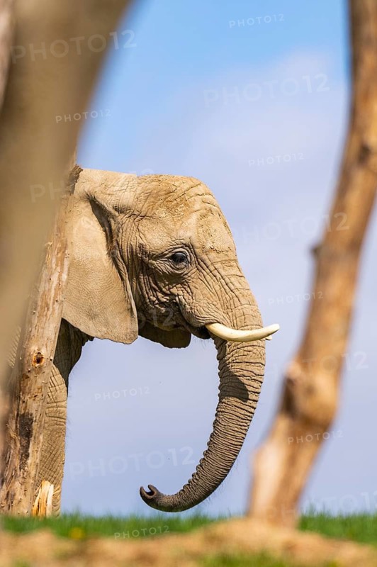 African bush elephant (Loxodonta africana) on a meadow, captive, distribution Afrika