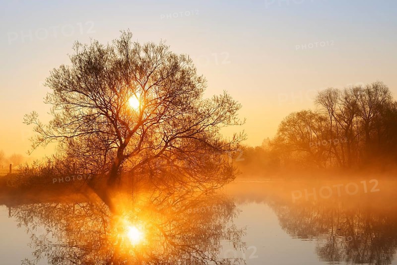 White willow (Salix alba) on the banks of the Lippe at sunrise, with morning mist, North Rhine-Westphalia, Germany