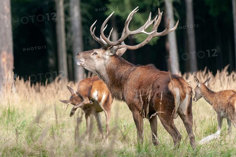 Artiodactyla, Cervus Elaphus, even-toed ungulate, cloven-hoofed, red deer, red deer, rutting, deer, mammals, tubes, mammals