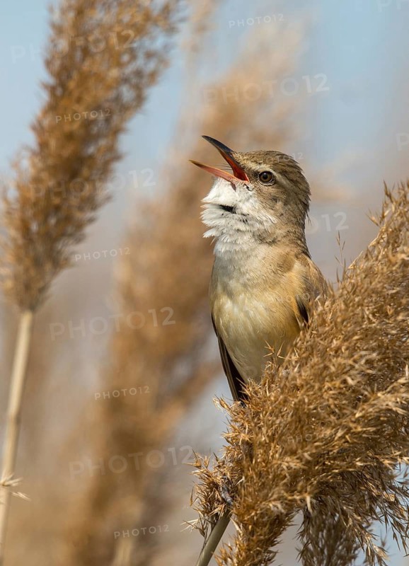 Acrocephalus arundinaceus, Brandenburg, Germany, throttle warbler, great reed warbler, nabu project, national natural heritage, natural paradise Grünhaus, post-mining landscape, birds, call, song, green house, high size, portrait format, passeri, call, singing, songbirds, birds, warbler