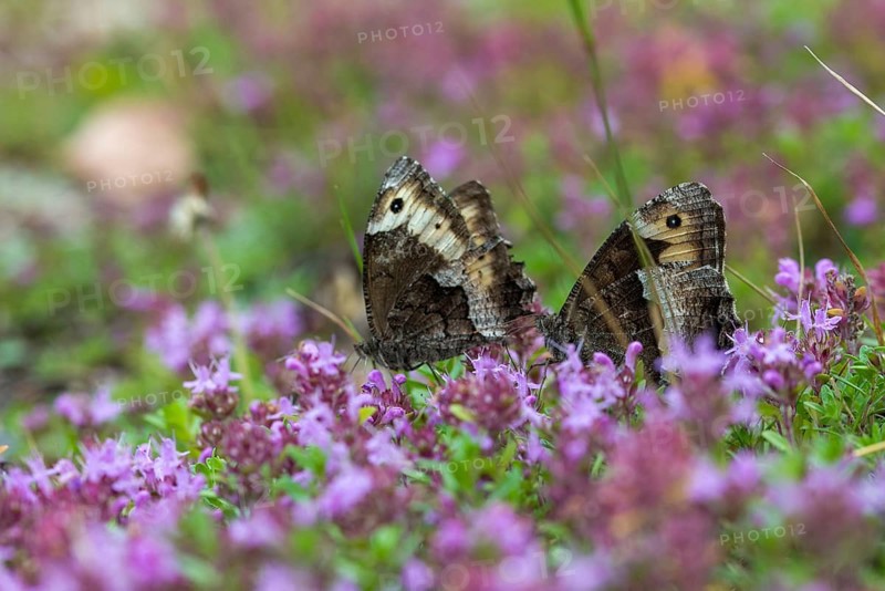 Hipparchia alcyone, Hipparchia hermione, small forest porter, rock grayling, butterfly, insects, butterfly, butterfly, butterflies