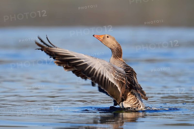 Greylag goose (Anser anser), flapping wings, North Rhine-Westphalia, Germany