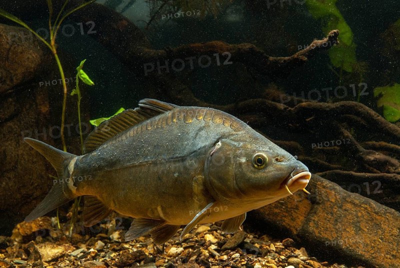 Carp, Cyprinus carpio, carp, fish, fishes, leather carp, pisces, mirror carp
