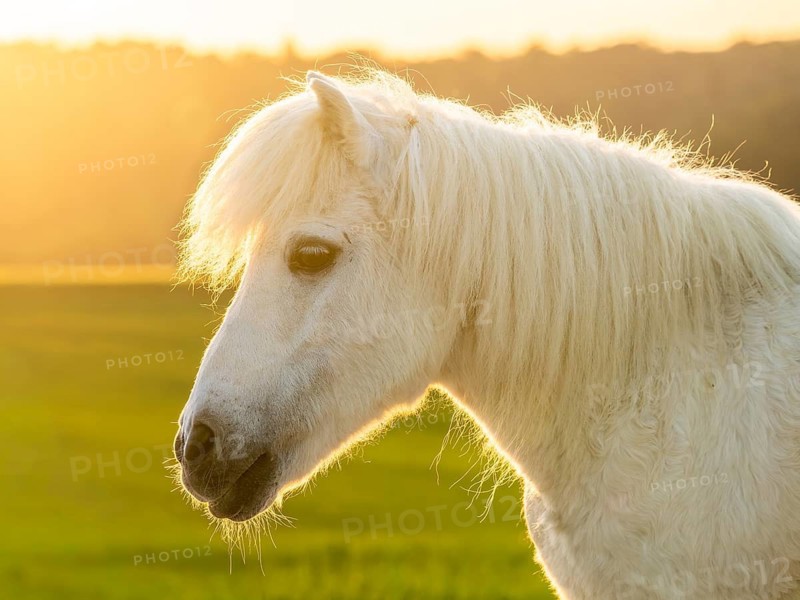 Pony, Shetland pony, mold, gelding, portrait, evening sun, back light