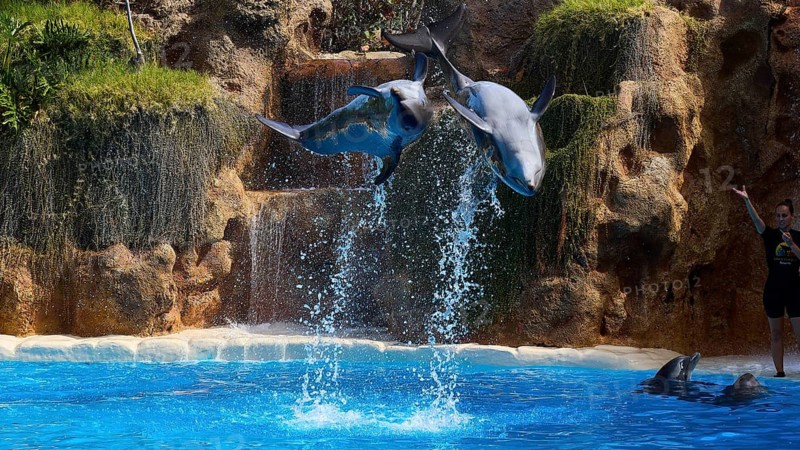 Two dolphins jumping synchronised in front of a waterfall in a pool, dolphin, dolphin (Delphinidae), dolphin show, Loro Parque, Puerto de la Cruz, Tenerife, Canary Islands, Spain