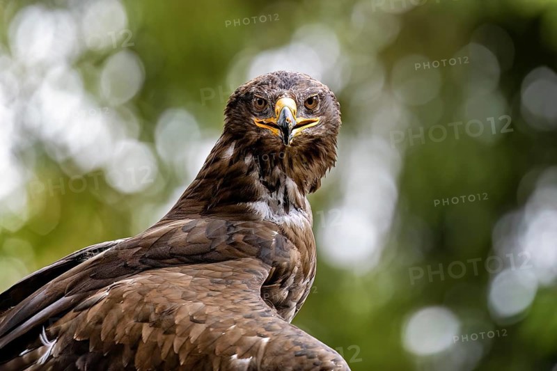 A close-up of a proud eagle with a piercing gaze against a green backdrop: a golden eagle (Aquila chrysaetos) at a falconry centre on the Rennsteig in Germany
