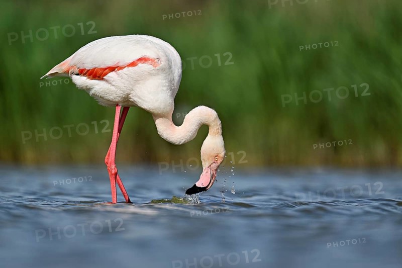 Pink flamingo (Phoenicopterus roseus), standing in the water whilst foraging, Camargue Regional Nature Park, southern France, France