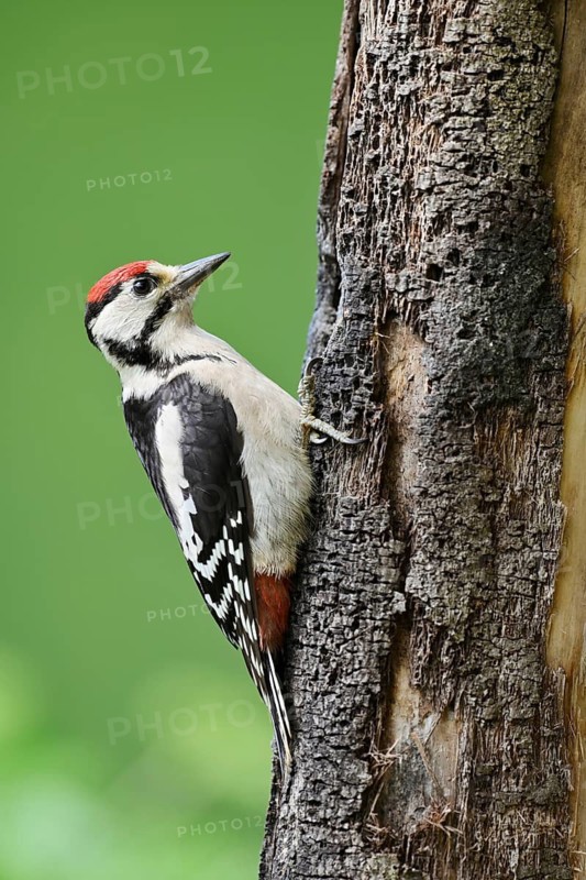 Great spotted woodpecker (Dendrocopos major, Picoides major), young bird, North Rhine-Westphalia, Germany