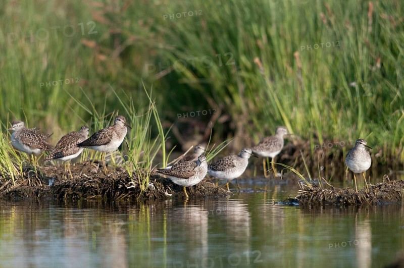 Bruchwasserlaeufer, tringa glareola, wood sandpiper, birds, charadriiformes, limikolen, snipe birds, scolopacidae, bird migration, birds, waders, waders