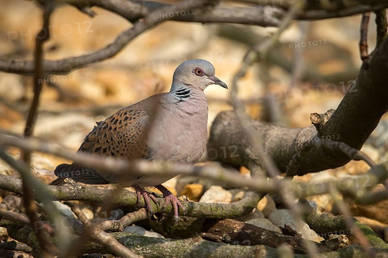 Streptopelia turtur, lovebird, turtle dove, birds, columbidae, doves, birds