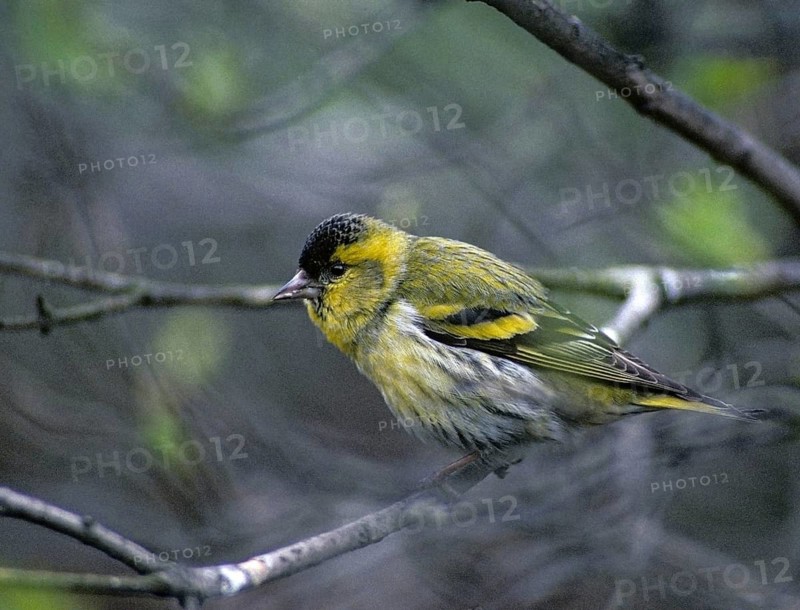 Carduelis spinus, siskin, spinus spinus, siskin, birds, leo, male, passeri, songbirds, birds