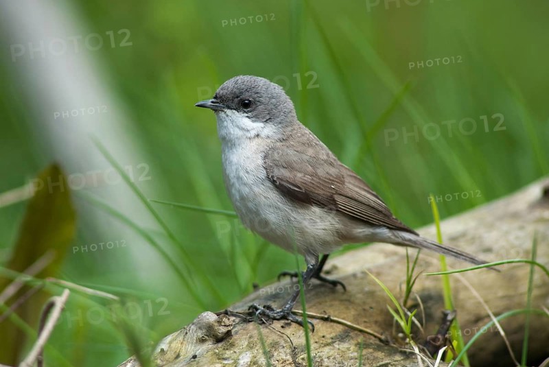 Rattleswarbler, Lesser Whitethroat, Sylvia Curruca, Birds, Passeri, Songbirds, Birds, Warbler