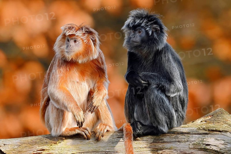 Javan lutung (Trachypithecus auratus), black and orange-brown colour variants, in captivity, found in Indonesia