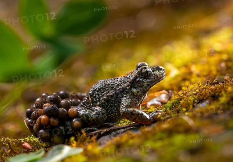 Alytes obstetricans, common midwife toad, obstetrician toad, northern obstetrician toad, amphibians, eggs, egg string, amphibians, male