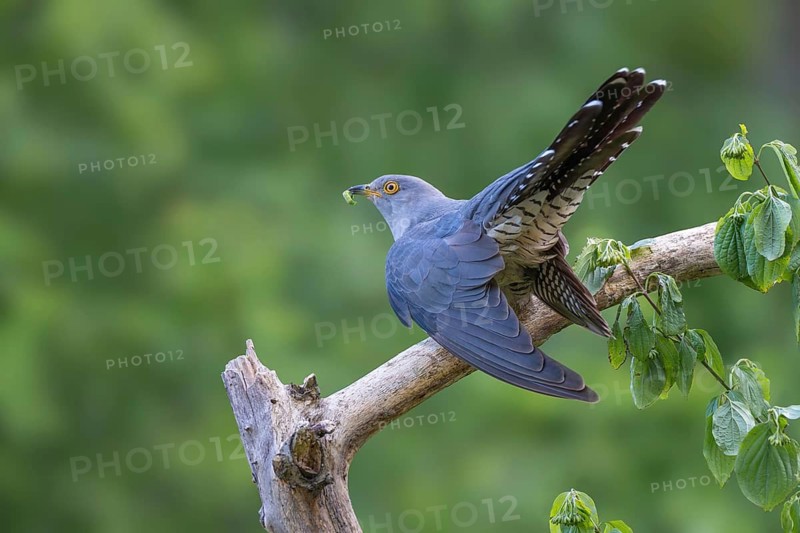 Cuckoo (Cuculus canorus), male, perched on a branch with a caterpillar in its beak, Jenbach, Tyrol, Austria