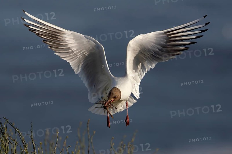 A black-headed gull (Chroicocephalus ridibundus) brings nesting material to its nest, breeding colony, bird colony, seabird colony, shorebird, coastal bird, Eidersperrwerk, June, Germany