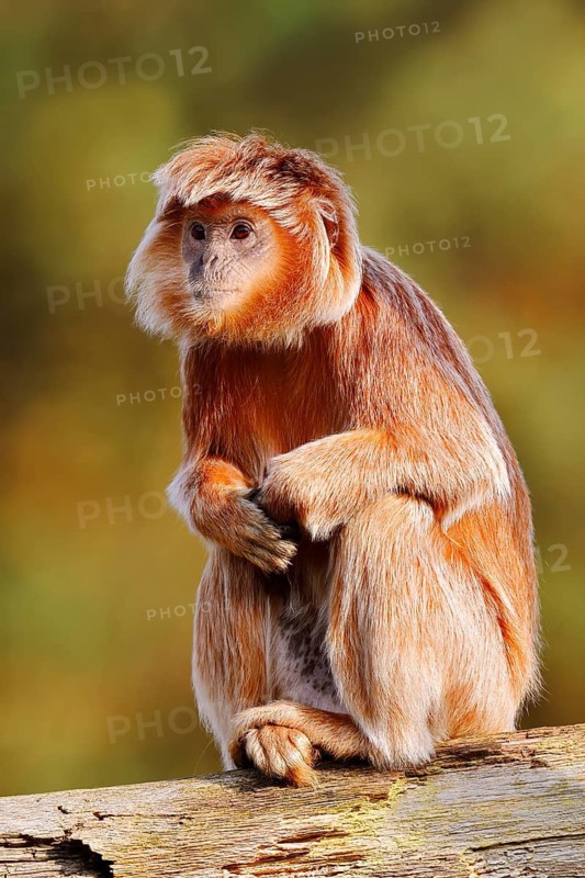 Javan lutung (Trachypithecus auratus) perched on a tree trunk, orange-brown colour variant, in captivity, found in Indonesia