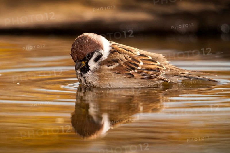Tree Sparrow, Passer Montanus, Sparrow, Tree Sparrow, Bath, Bird Bath, Birds, Passeri, Songbirds, Sparrow, Sparrow, Sparrow, Sparrow, Watering Place