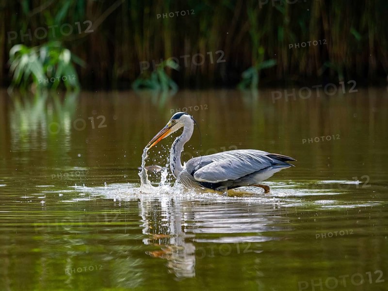 A gray heron hunting, Ümminger See, Bochum, Ruhrpott, North Rhine-Westphalia, Germany