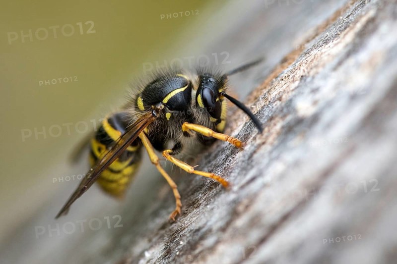 Dolichovespula saxonica, hymenoptera, Saxon wasp, Saxon wasp, vespidae, wrinkled wasps, insects, wasps
