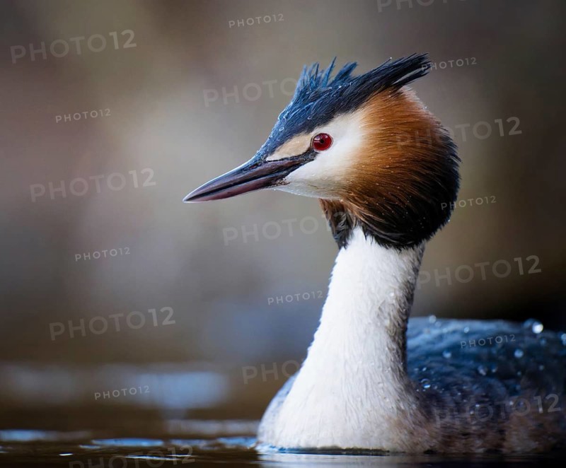Great Crested Grebe (Podiceps cristatus), portrait, Zurich, Switzerland