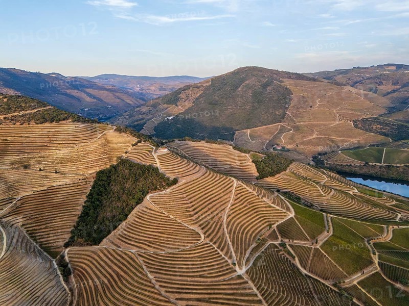Drone perspective of geometric vineyard terraces near the Douro River, highlighting structured farming patterns across rolling hills