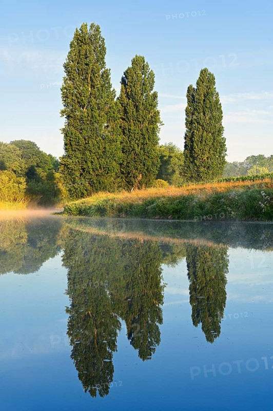 The Lippe River and pyramid-shaped poplars (Populus nigra 'Italica') in summer, with a reflection, North Rhine-Westphalia, Germany