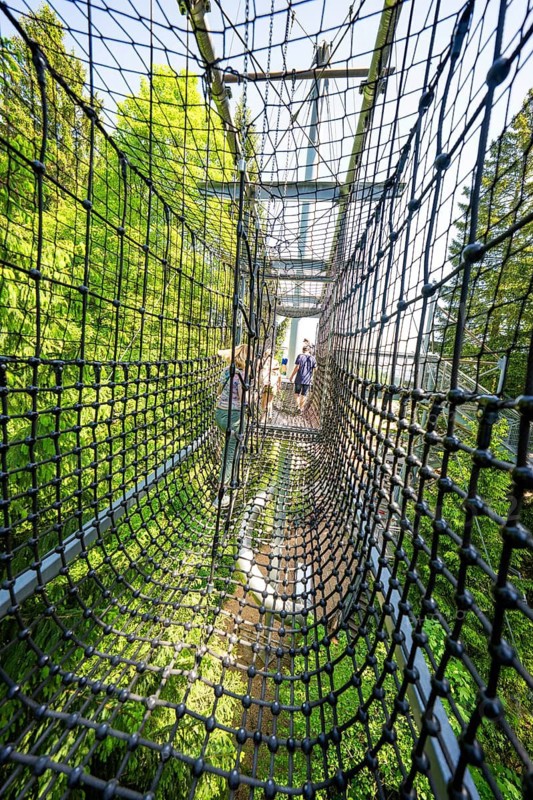 Network path in treetop path, surrounded by trees, adventure at high altitude, Waldwelt Skywalk Allgäu, Scheidegg, Allgäu, Germany