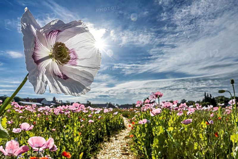 A field of blooming poppies under a sunny sky, with a white poppy in the foreground, the flower of the opium poppy near Germerode, Hesse, Germany (Papaver somniferum)