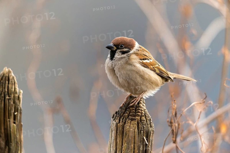 Tree sparrow, Passer Montanus, sparrow, birds, garden, garden fence, passeri, songbirds, sparrow, sparrow, sparrow, sparrow, sparrow, sparrow, sparrow, birds
