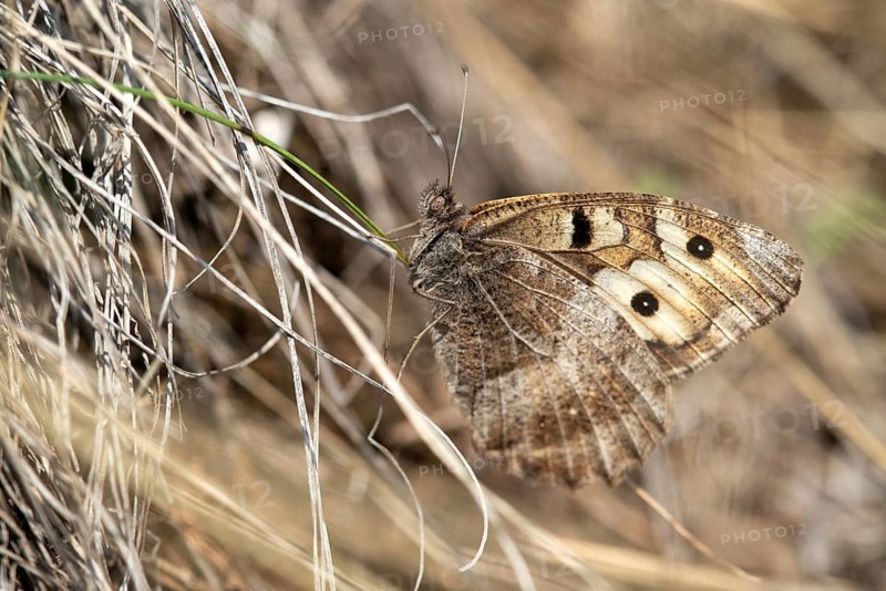 Alpine Witch, Mountain Witch, Chazara Briseis, Hermit, Steppe Porter, Butterfly, Insects, Butterfly, Butterflies