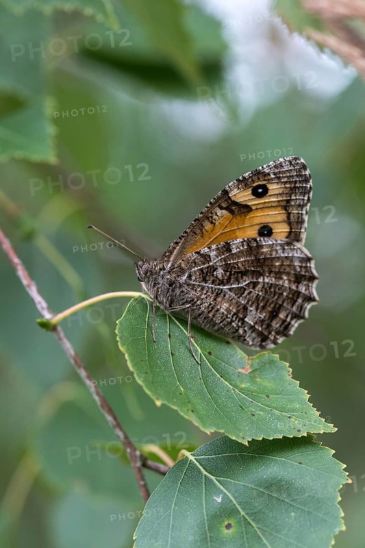 Hipparchia semele, ochre velvet butterfly, rock grayling, butterfly, grayling, high size, portrait format, insects, butterfly, butterflies, butterflies