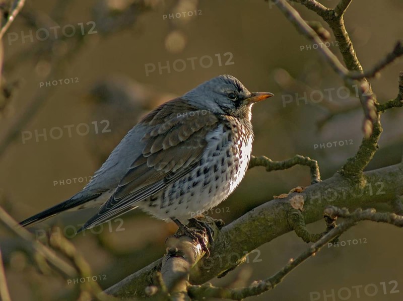 FieldFare, Turdus Pilaris, Juniper Thrush, Birds, Thrush, Garden, Passeri, Songbirds, Thrush, Birds