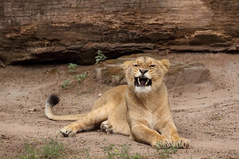 A lion lies on the ground with its mouth open, as if it were snarling or yawning, Asiatic Lion (Panthera leo persica), lying down, in captivity, native to India