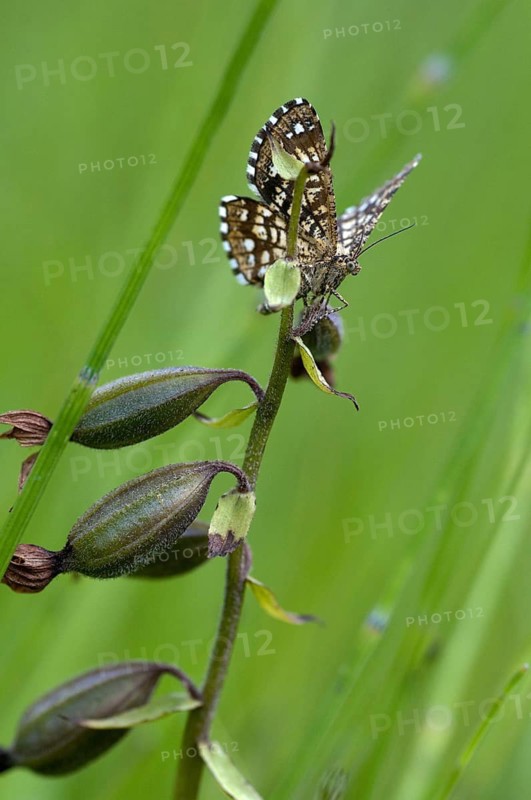 Chiasmia clathrata, lattice tensioner, clover grass lattice string tensioner, latticed heath, butterfly, high size, portrait format, insects, moths, moths, moths, butterfly