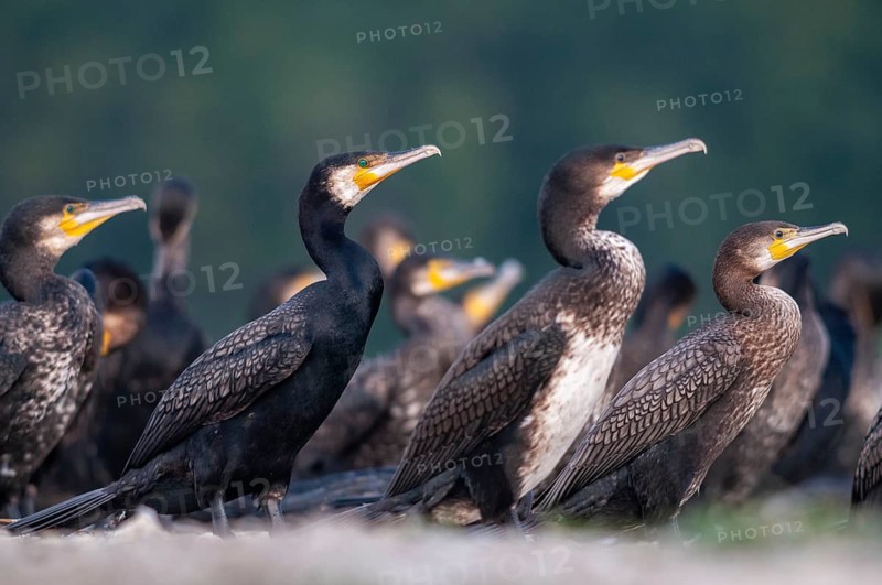 Black shag, cormorant, phalacrocorax carbo, birds, pelecaniforms, ropedes, birds, waterbirds, waterbirds