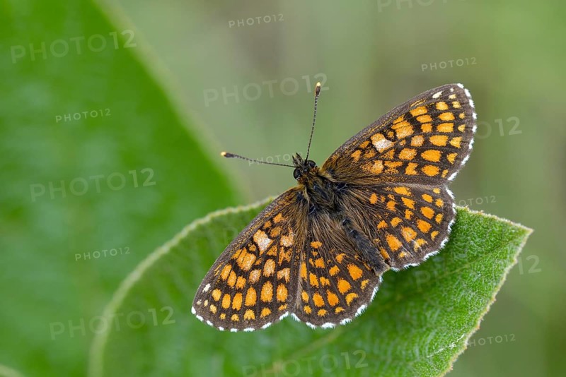 Common butterflies, heath fritillary, melitaea athalia, quail wheat moth, butterfly, insects, butterfly, butterflies, butterflies