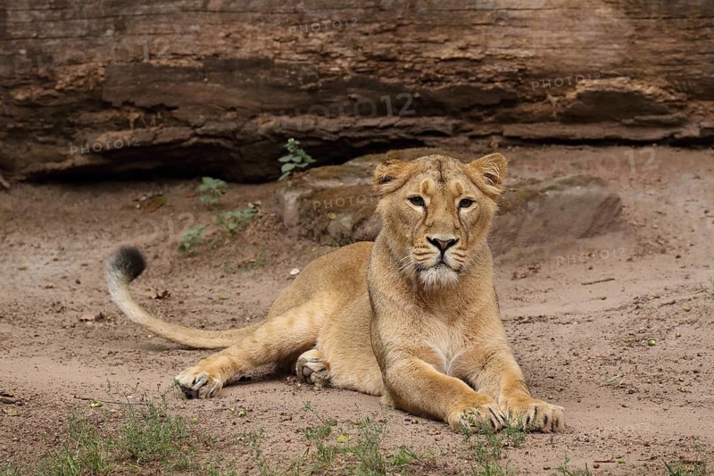 A lion lies calmly on the ground in front of a rock, looking straight ahead, Asiatic Lion (Panthera leo persica), lying down, in captivity, native to India