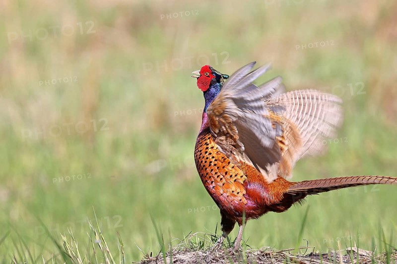 Pheasant, common pheasant (Phasianus colchicus), adult male bird displaying in a meadow, territorial boundary, wildlife, Lembruch, Ochsen Moor, Dümmer nature park Park, Lower Saxony, Germany