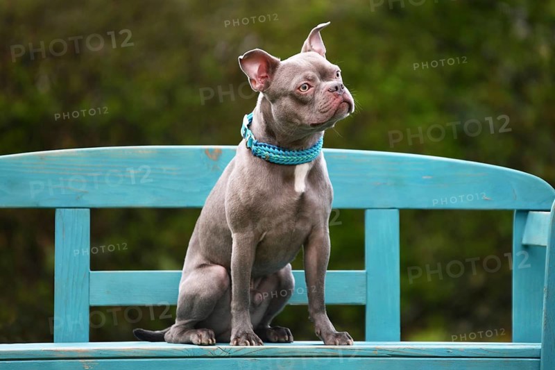 Healthy lilac brindle French Bulldog with long snout, natural tail and long legs sitting on blue bench. Example of improved anatomy and responsible breeding