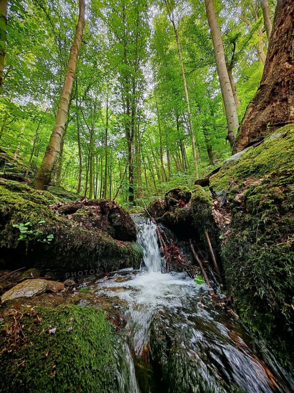 A small waterfall in a dense, green forest with mossy rocks, hiking in spring, Bad Blankenburg, Werre Valley, Schwarza Valley nature park Reserve, Thuringian Forest Nature Park, Thuringian Slate Mountains