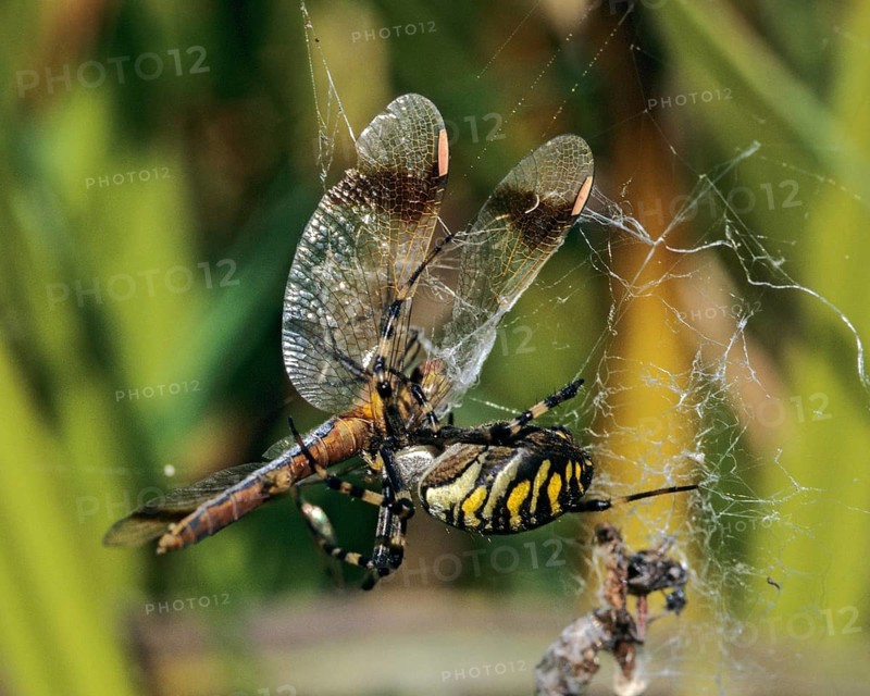 Argiope Brünnichi, banded darter, banded heather, arachnids, sympetrum pedemontanum, tiger spider, wasp spider, anisoptera, arthropod, damselflies, dragonflies, female, insects, leo, dragonflies, odonata, victim, spiders, spiders, spider web, wasp spider, female, zebra spider