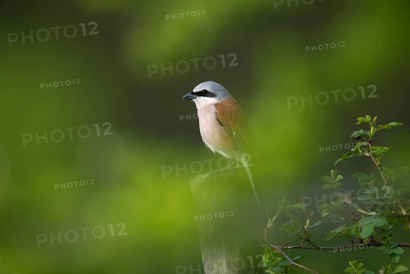 Lanius Collurio, red-backed shrike, redback shrike, birds, male, passeri, songbirds, songbirds, birds, shrikes