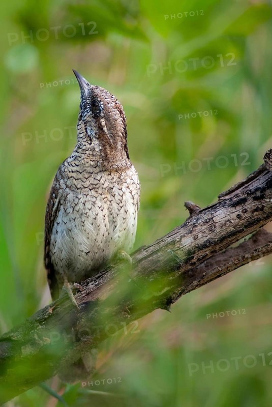 Jynx Torquilla, Wryneck, Birds, Bulgaria, high size, portrait format, male, piciforms, call, woodpeckers, birds, woodpecker