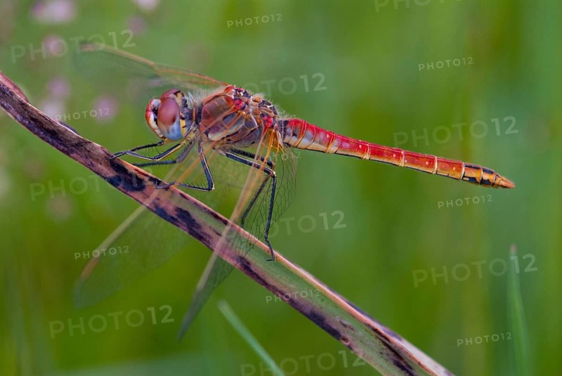 Early bilberry, red-veined darter, sympetrum fonscolombeii, anisoptera, damselflies, dragonflies, extremadura, insects, dragonflies, males, odonata, Spain