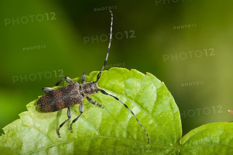 Lindenbock, Oplosia cinerea, Oplosia fennica, Deadwood Lindenbock, Beetle, Longhorn Beetle, Coleoptera, Insects, Beetles