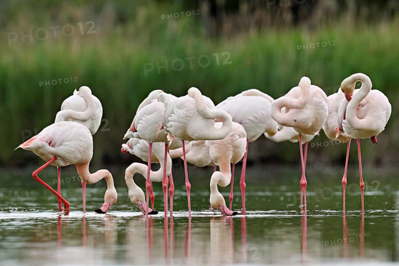 A group of greater flamingos (Phoenicopterus roseus), standing in the water, Camargue Regional Nature Park, southern France