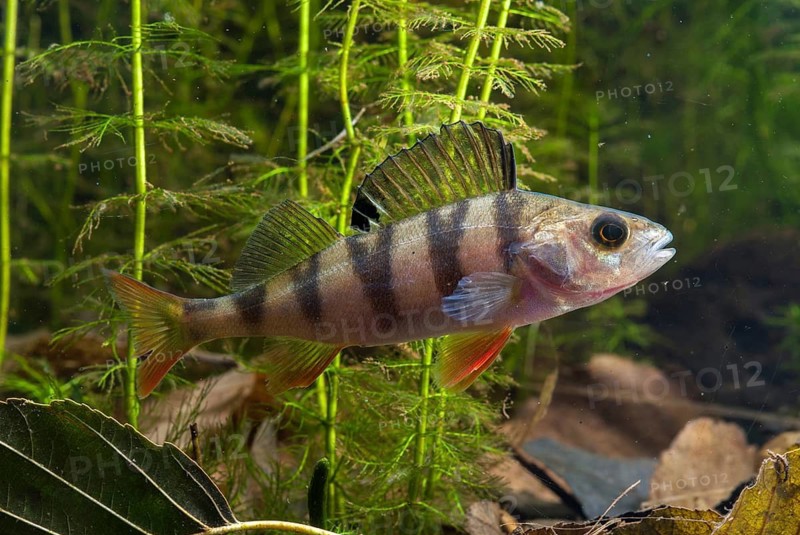 Perch, river bass, perca fluviatilis, perch, predatory fish, fishes, leo, pisces
