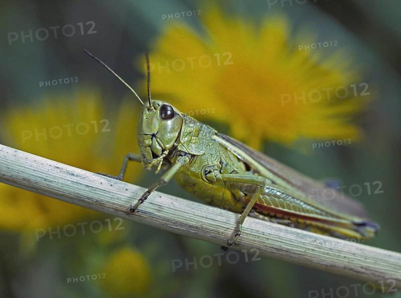 Acrididae, caelifera, grasshoppers, short-feeler scare, locustinae, mecostethus grossus, stethophyma grossum, swamp scare, grasshoppers, grasshoppers, insects, large marsh grasshopper, leo