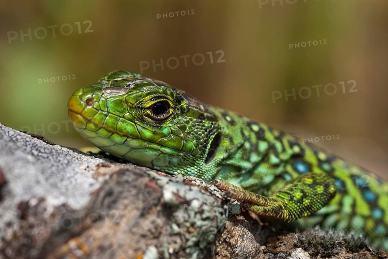 Ocellated lizard, pearl lizard, Timon lepidus, critters, lizards, extremadura, adolescent, jewelled lizard, juvenile, reptiles, lizards, reptilia, reptiles, Spain